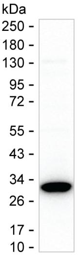 ZFP36